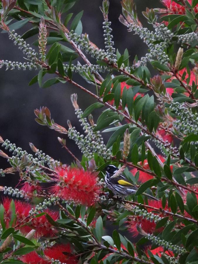 Cape Howe Cottages Lowlands 외부 사진